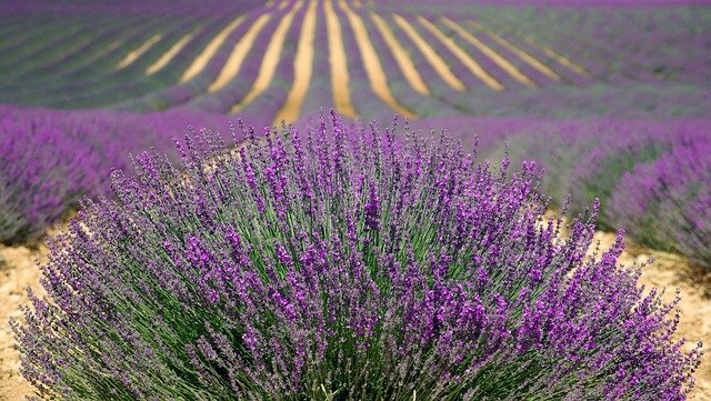 Provence levandule